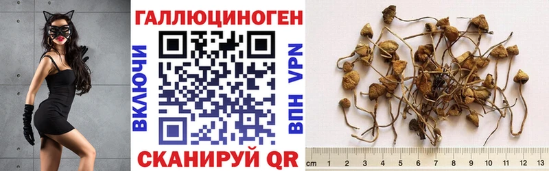 сколько стоит дарк нет как зайти Псилоцибиновые грибы мухоморы Завитинск
